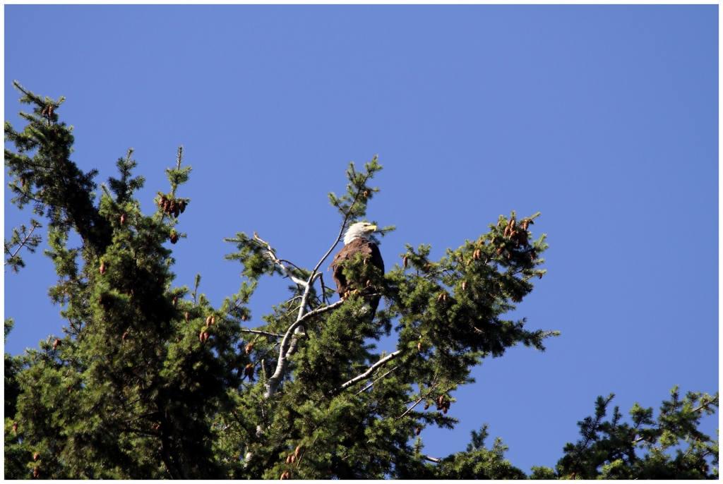 01- Vancouver (13) - Aigle à tete blanche.JPG